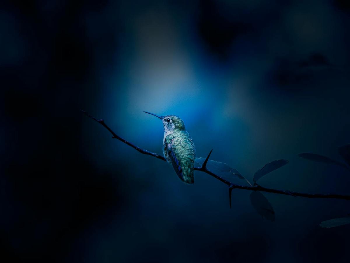 ARC Review – The Hummingbird Kiss: My Life as an Addict in the&nbsp;1970s